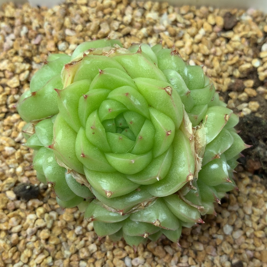 翡冷翠无砍捧花群85