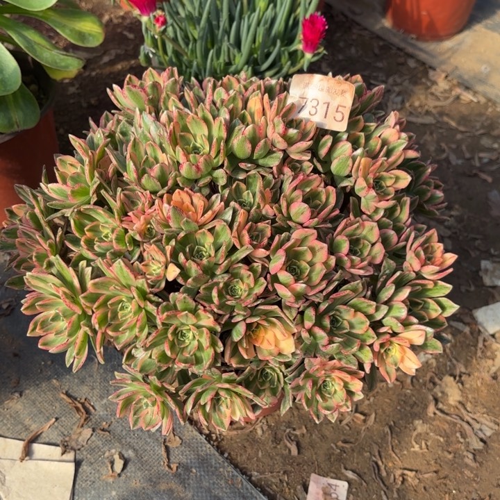 甜茶多肉法师7315