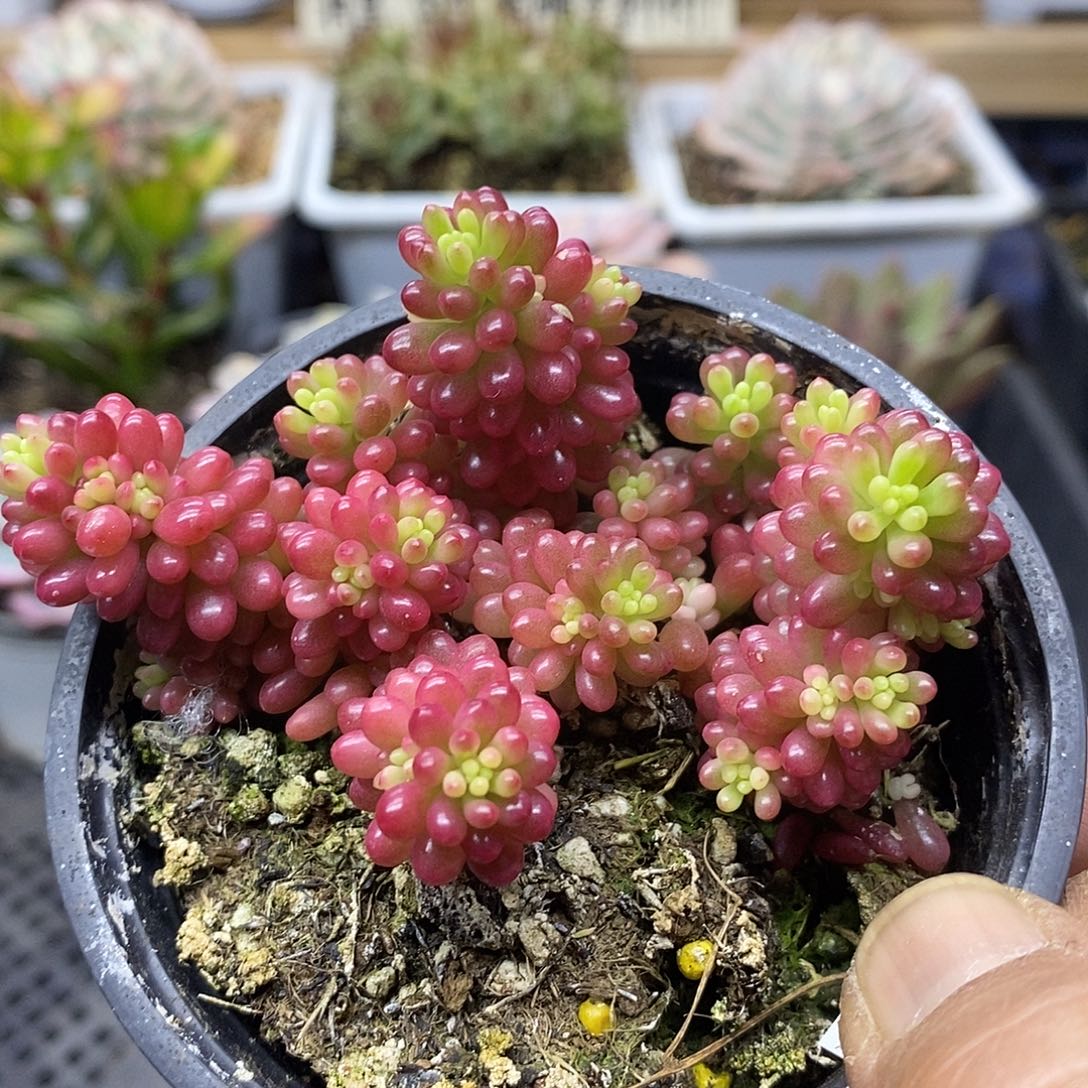 24158 浆果锦自然群 需延时发货