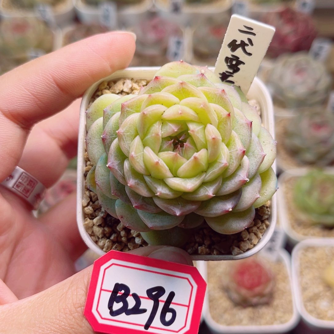 B296一物一拍 二代雪花