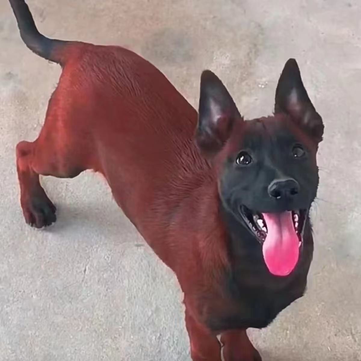 马犬先生-纯种马犬爆红老血净版黄马