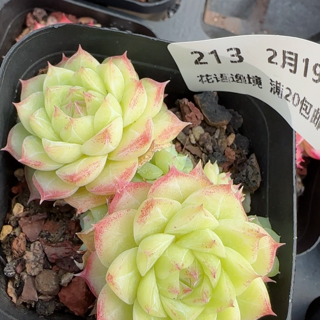 花语逸境0219-213