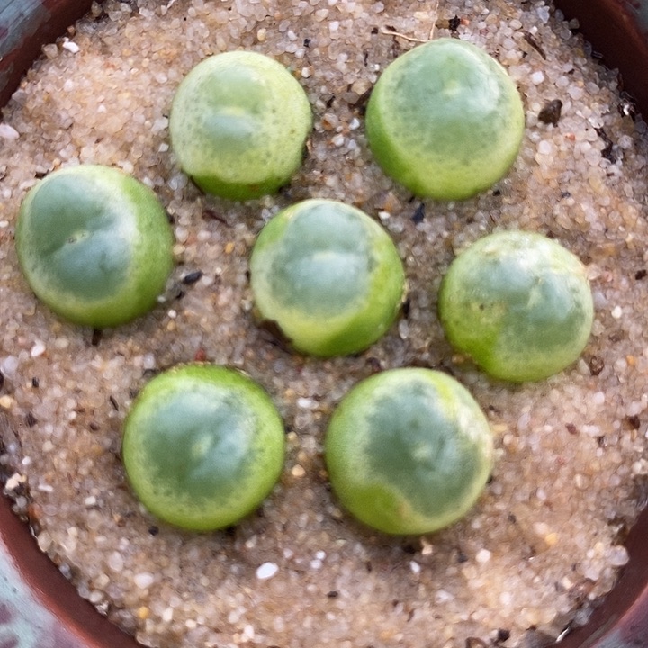 10505紫皮拉登样本一颗