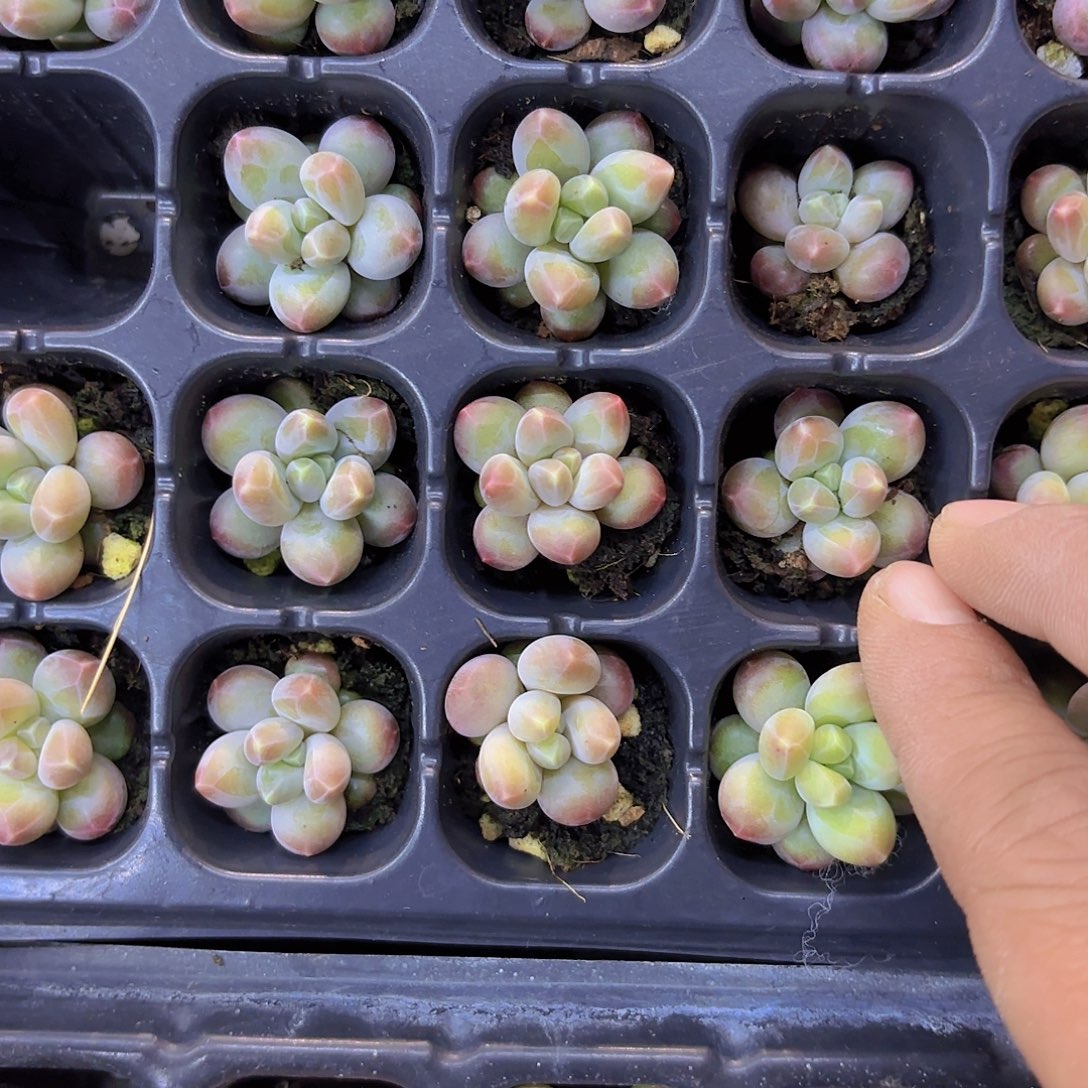 乌拉奶两颗一组量拍