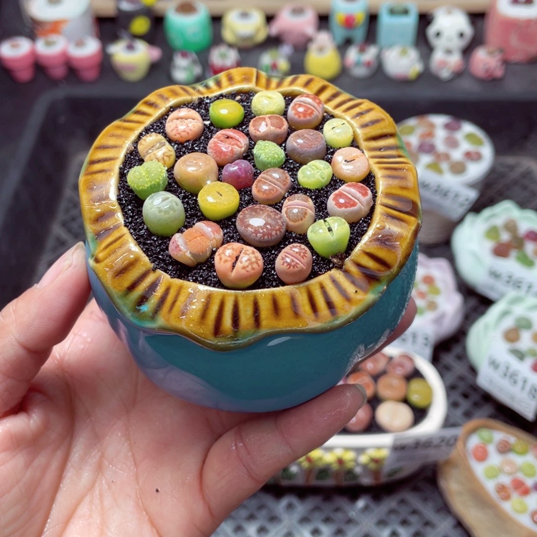 w3622 带盆土发货-零下地区拍保温箱