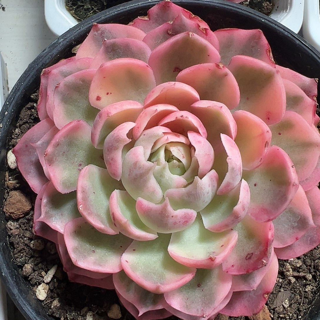 沙漠玫瑰锦多肉植物