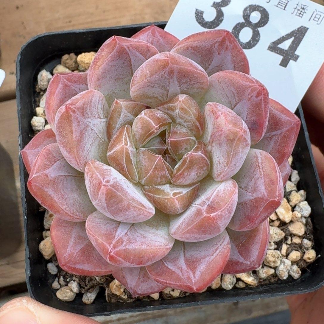 黛玉冰魄            精美多肉植物