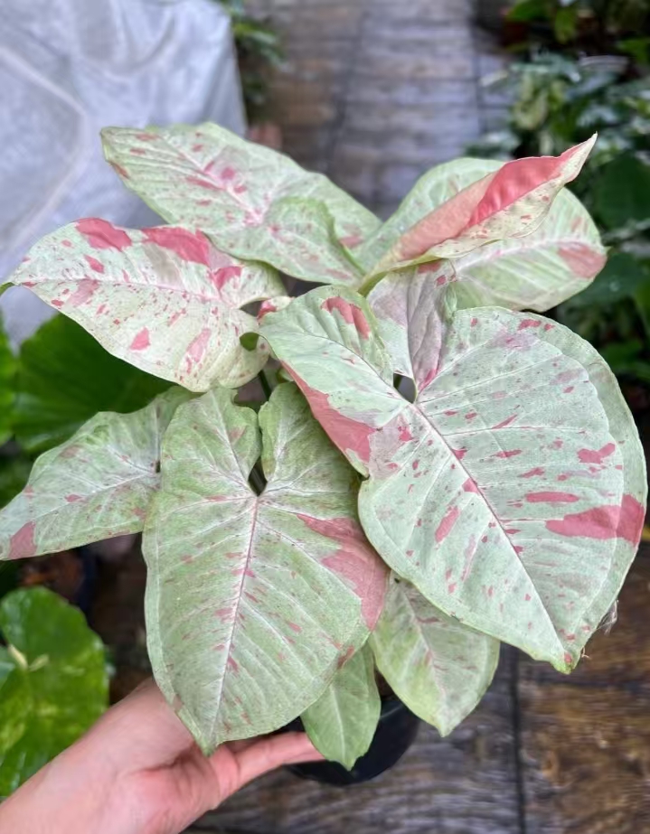 量拍小苗牛奶纸屑合果芋
