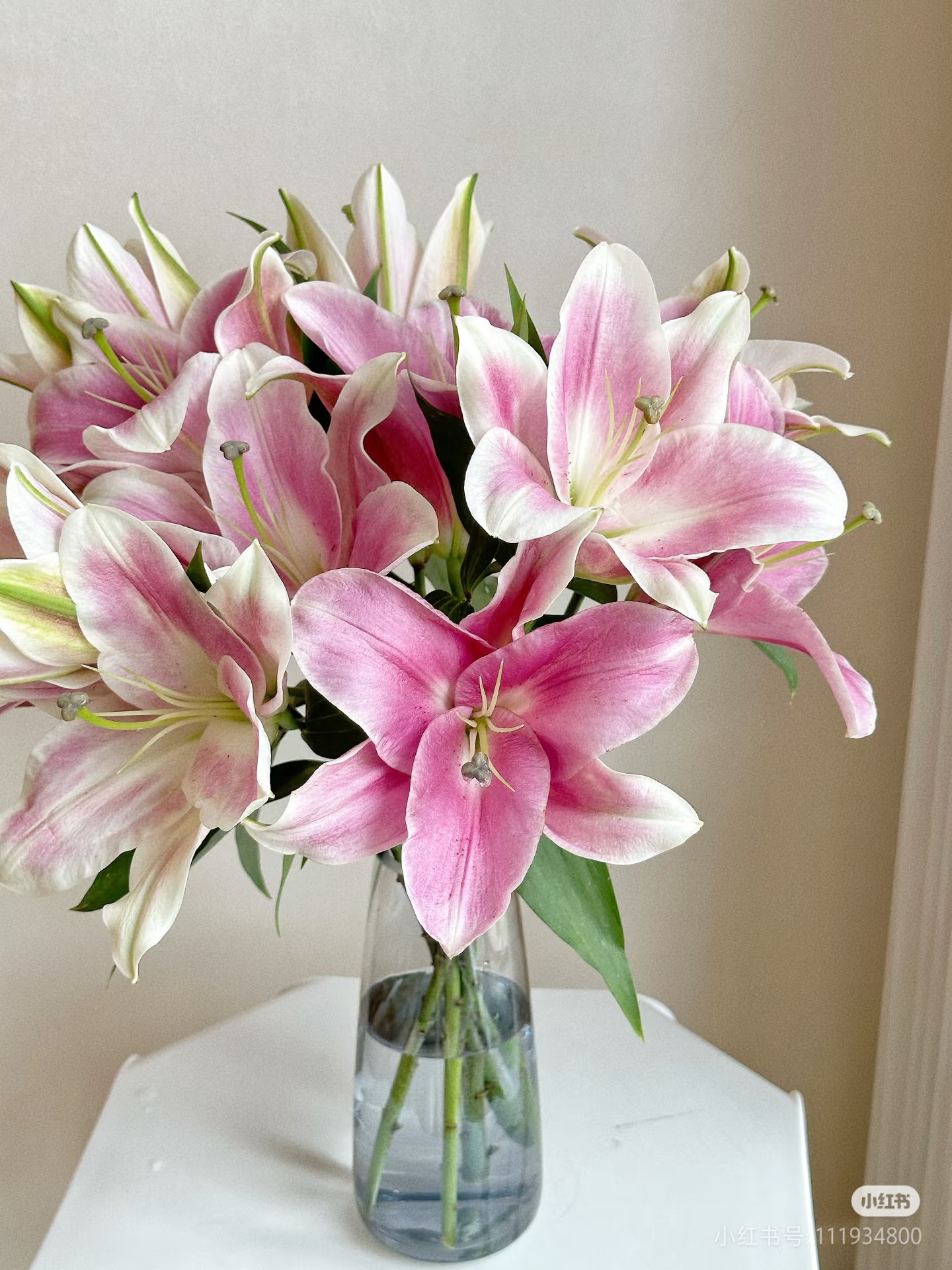 【百年好合】A护卫舰香水百合（一单中通）