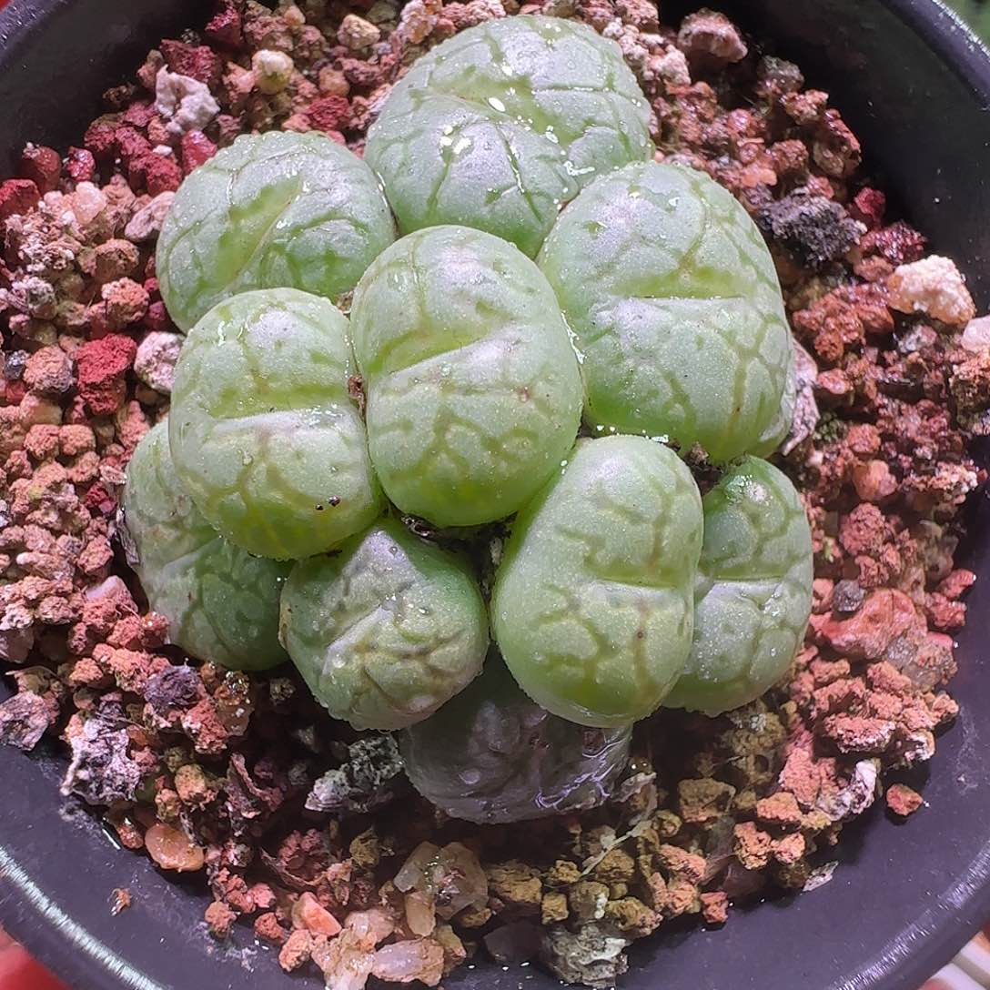 猴脸青姬。         724