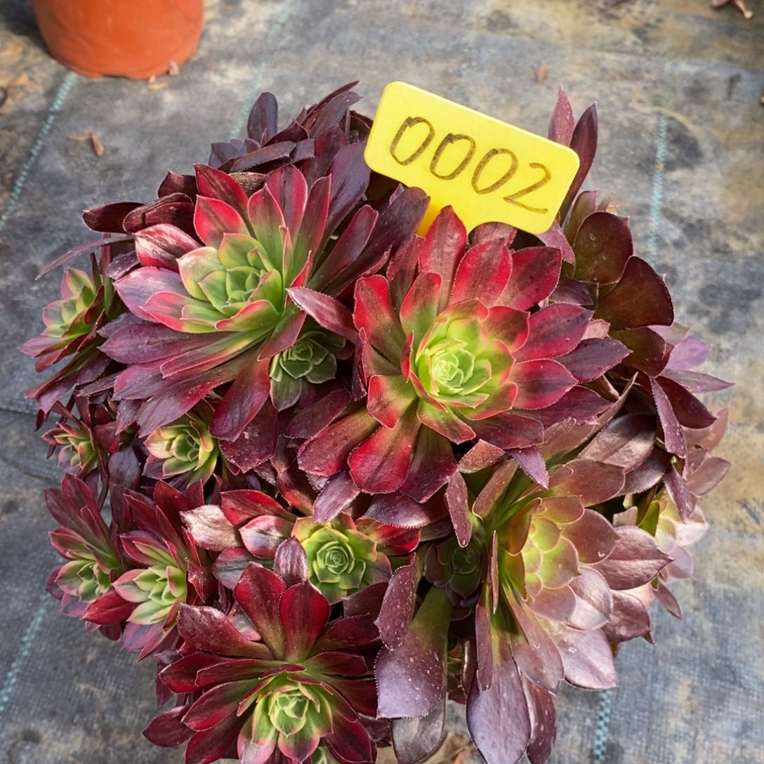 0002安娜一物一拍