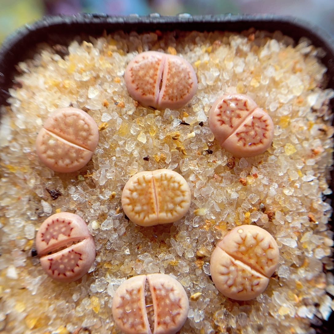 344. 678736766888877