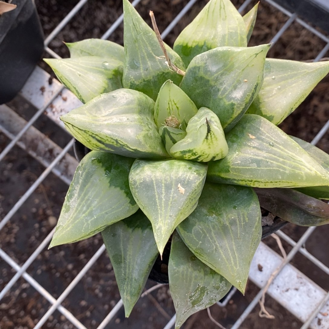 霸***哥2431 一颗大裹 超级福利。 