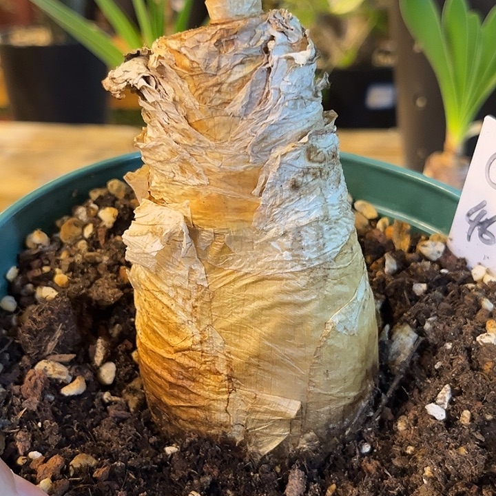 汤圆植物巨凤之卵Q46