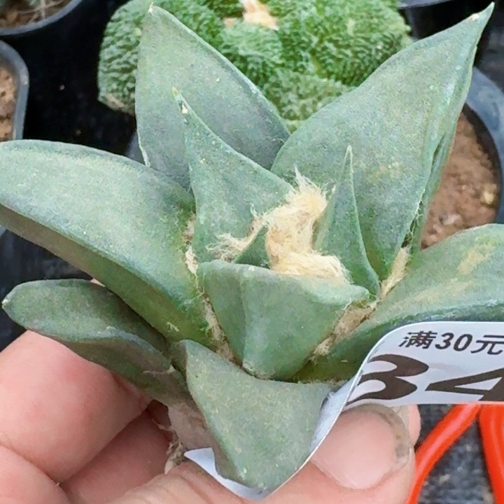 无花朵实生龙牙784