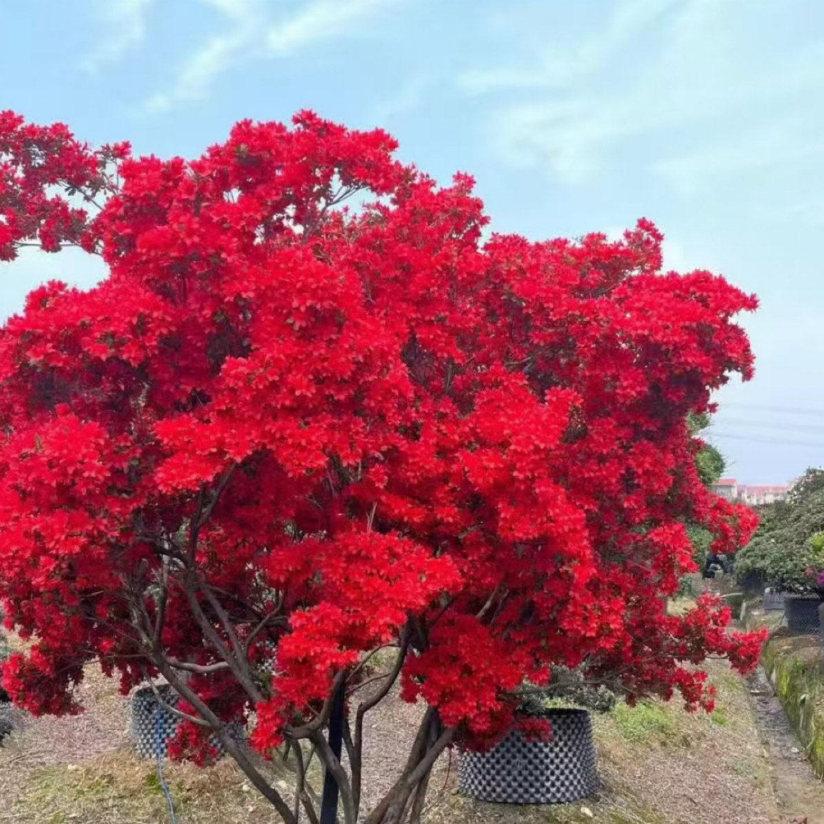 鸡血红色映山红精品庭院别墅造景园林阳台树