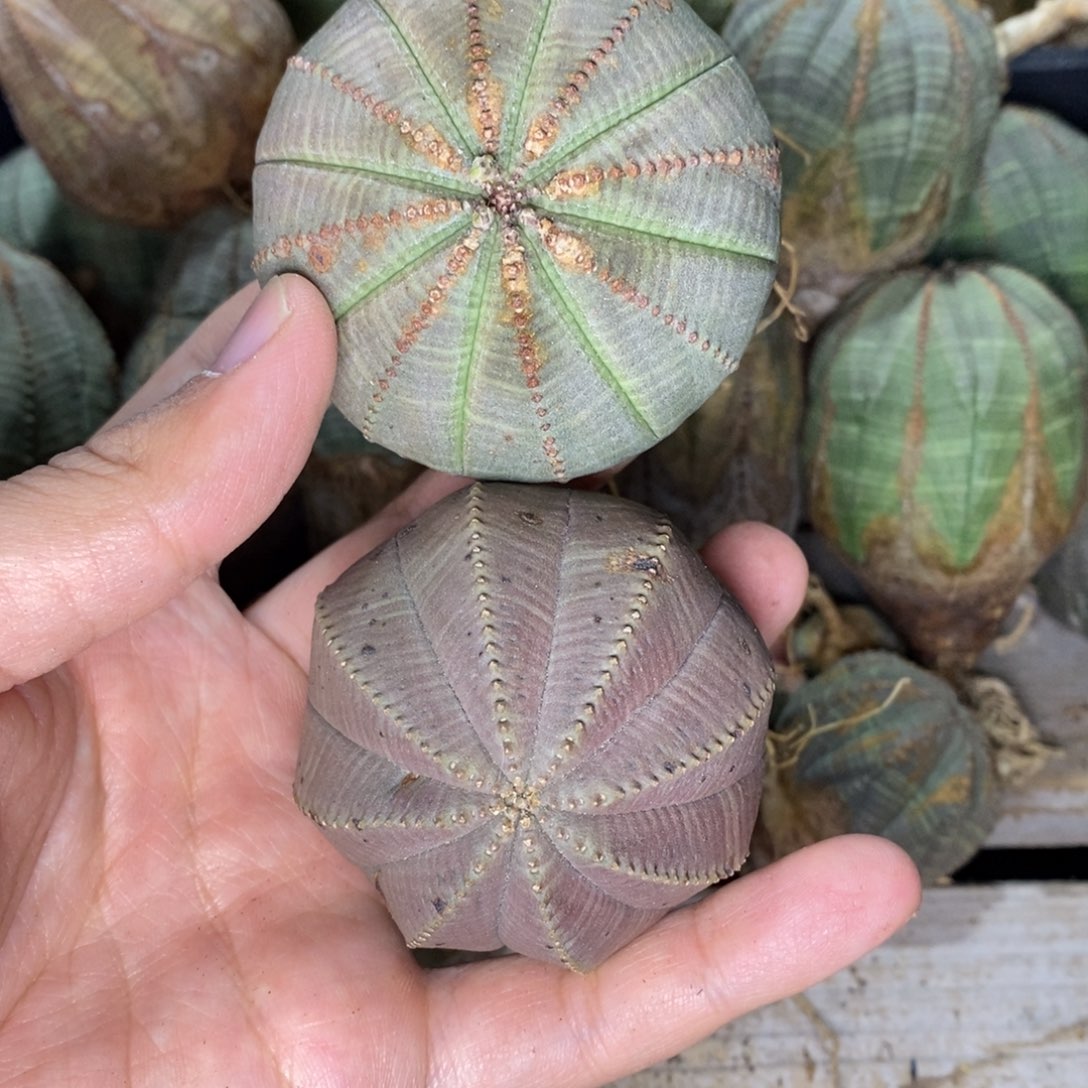 ****欧系实生布纹球多肉植物打包