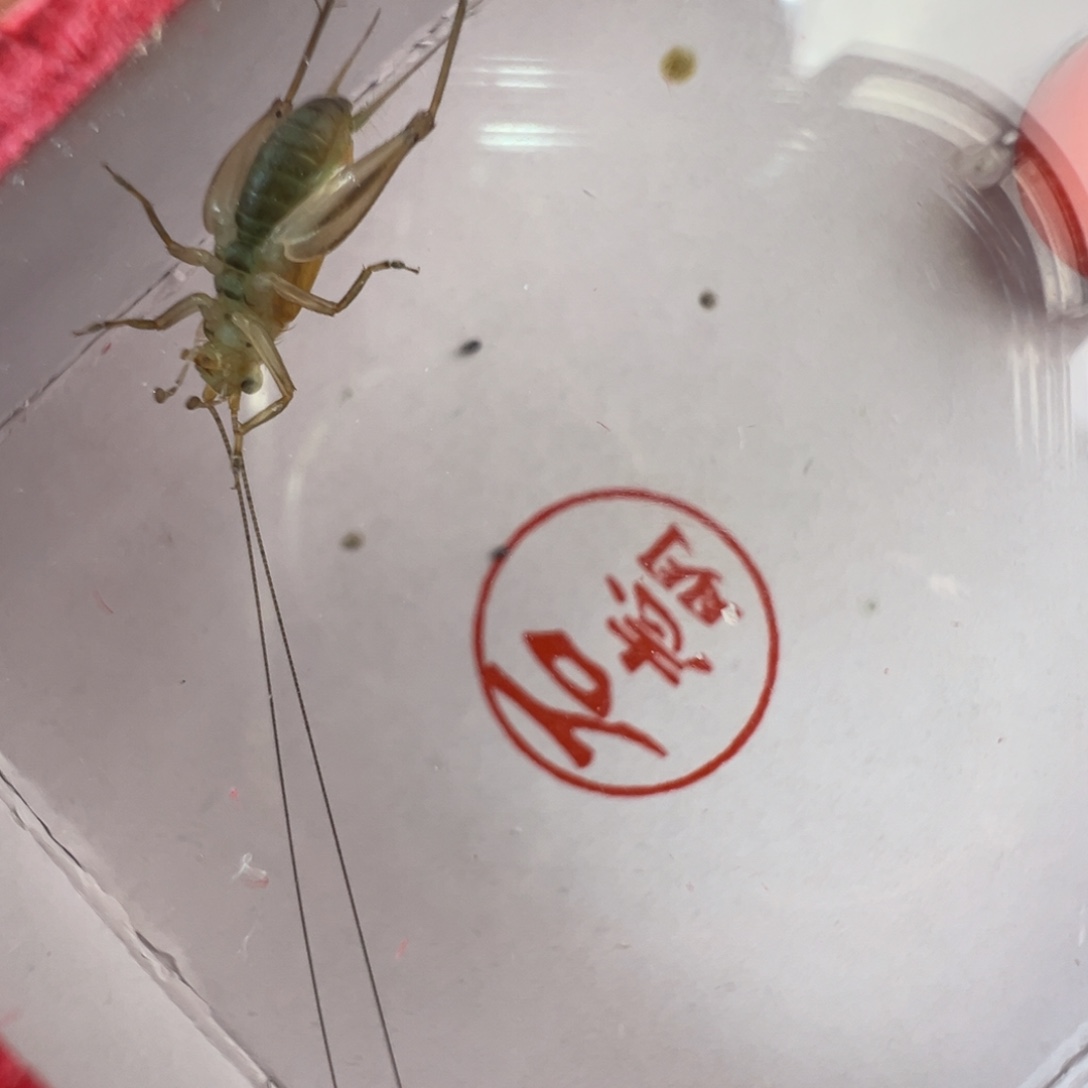 漂亮冬大黄龄一只好看