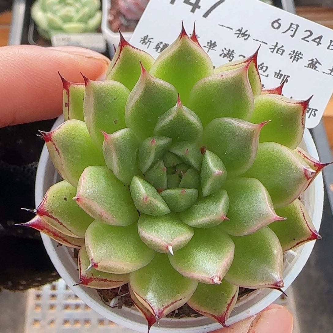 多肉0624-147长睫毛长睫毛