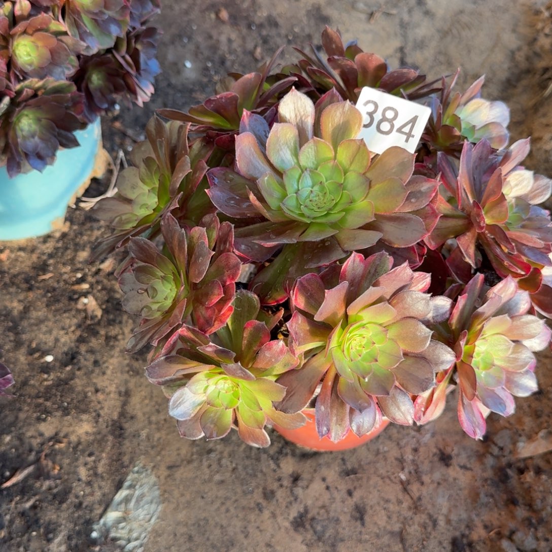 万七彩法师多肉384号法师多肉