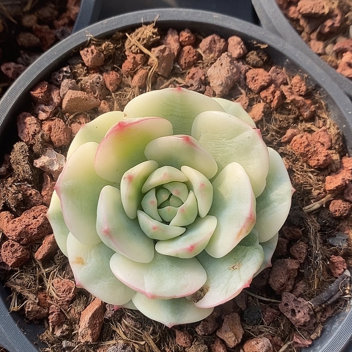 醉心锦无根多肉植物