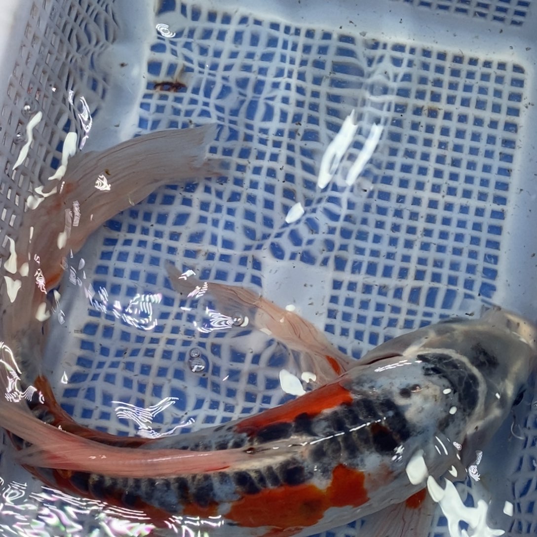 海水鱼冷水锦鲤包邮