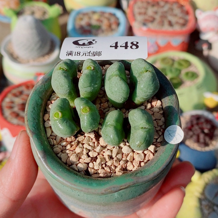 生石花花花花花花448