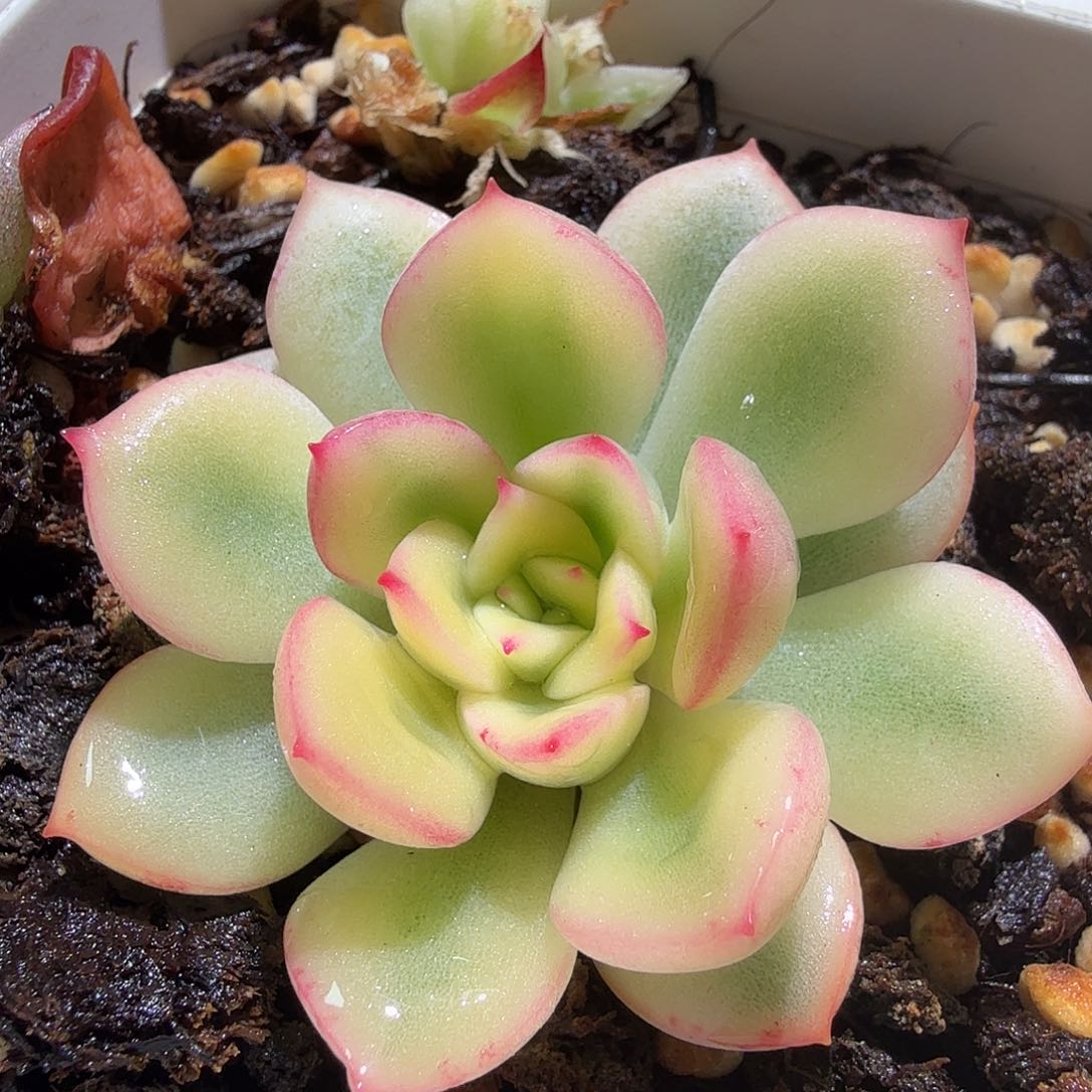 雨燕座锦，多肉植物