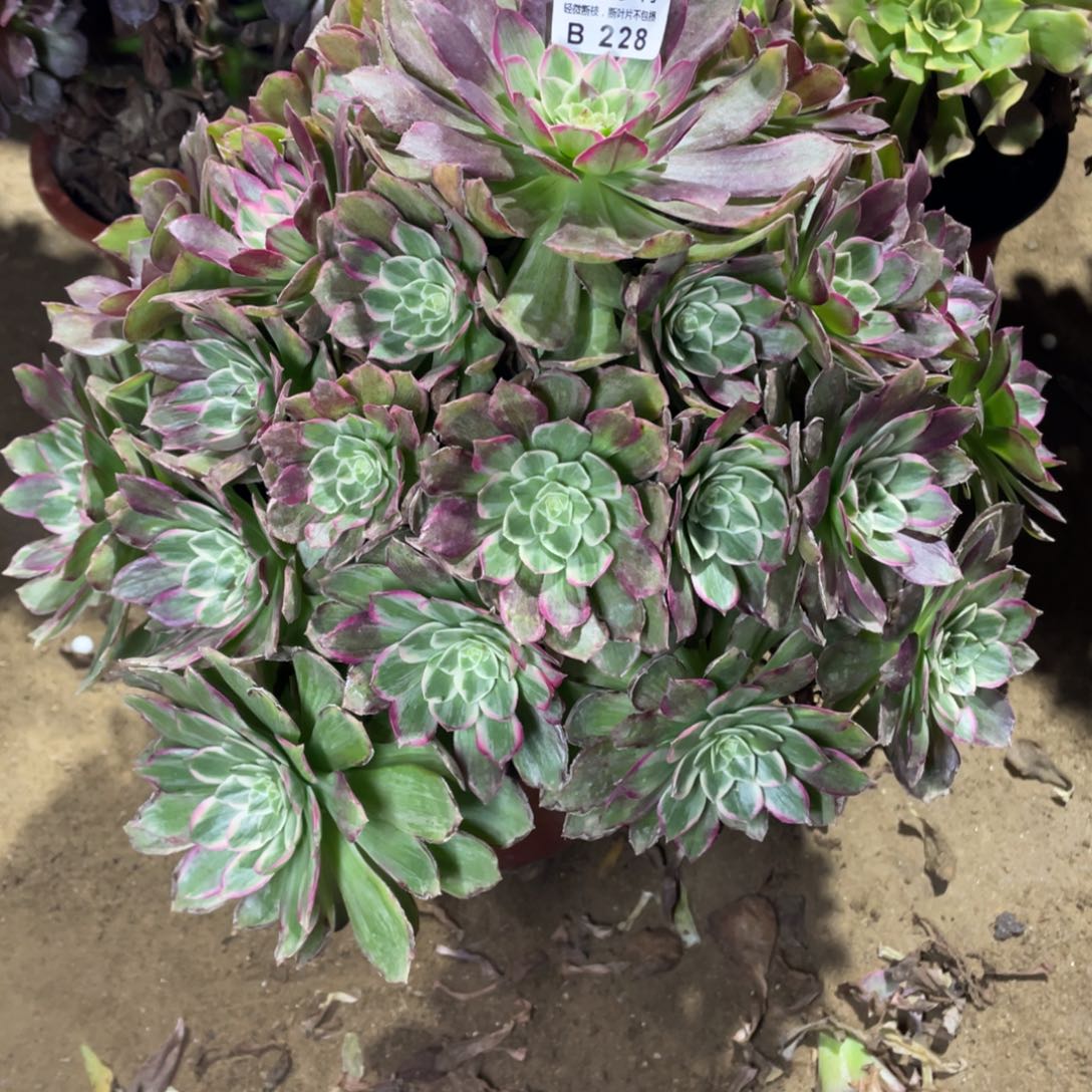 228莲花多肉法师断枝不包