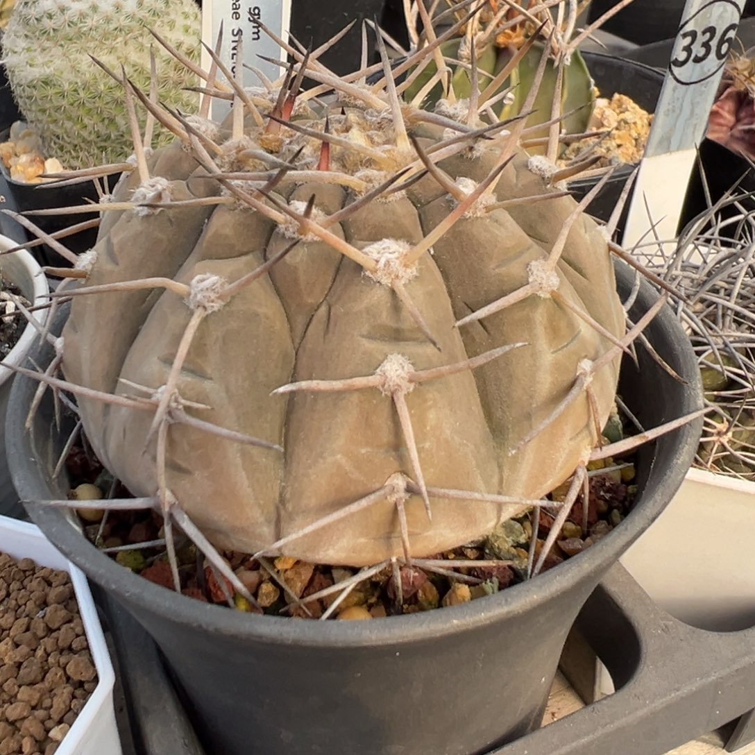 1713原始裸萼多肉植物带盆土