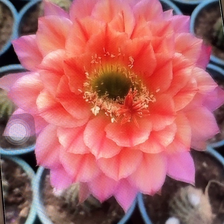 立夏侧芽5公分左右毛花柱容易掉刺