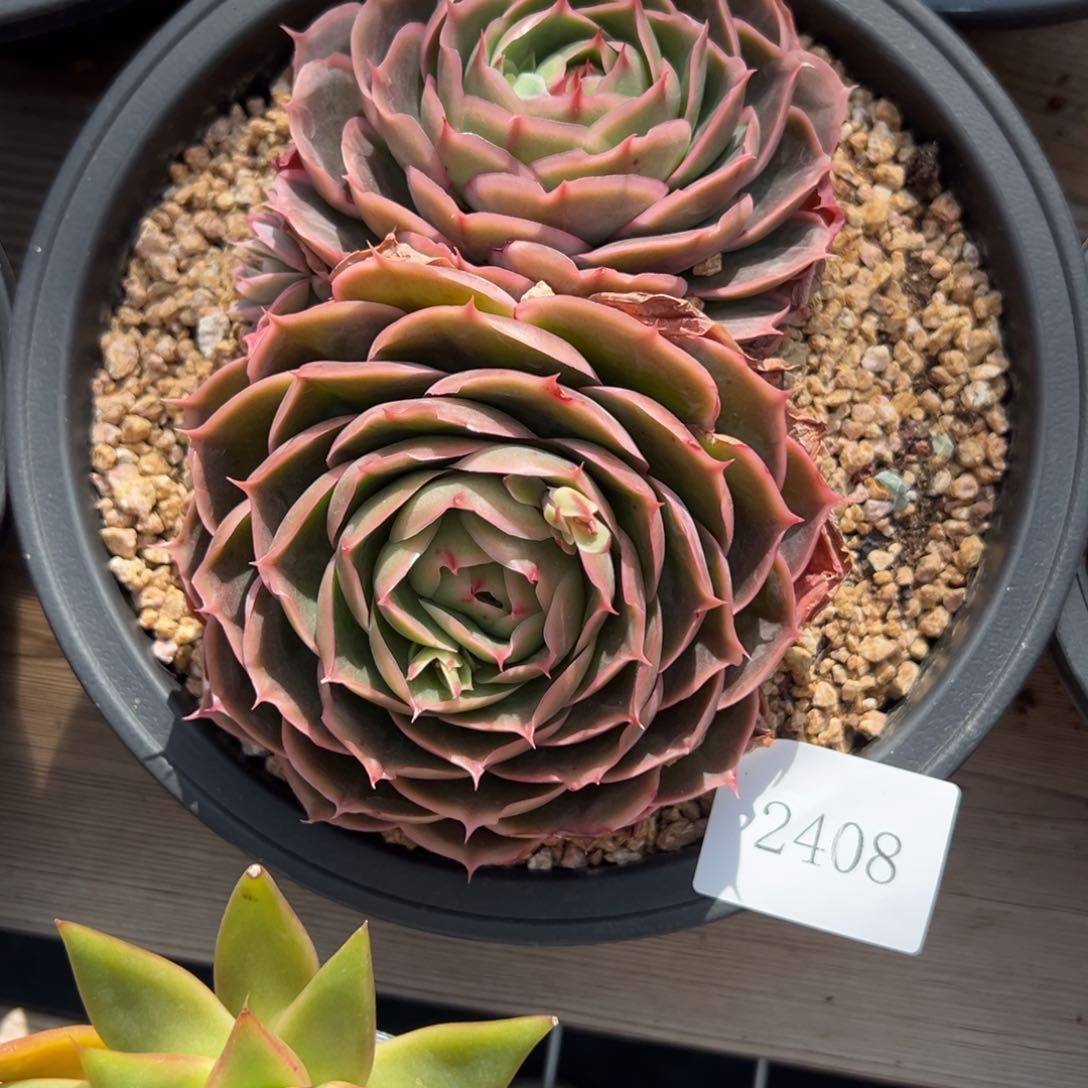 ༺***༻2408不包整