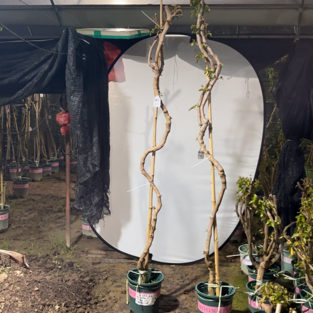 当前无花栽培后可以开花2424橙白桩原盆纸箱发货