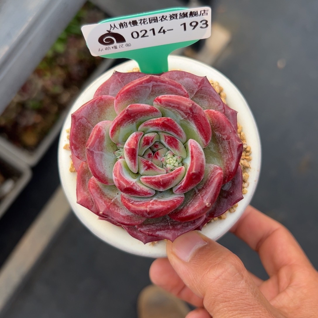 多肉一物一拍0214-193