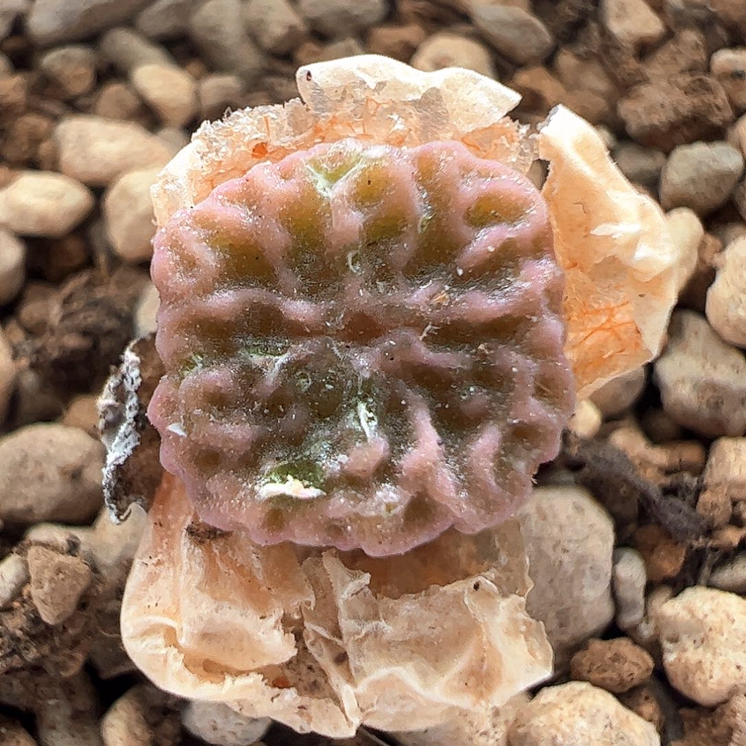 516。 dt7778超烧。