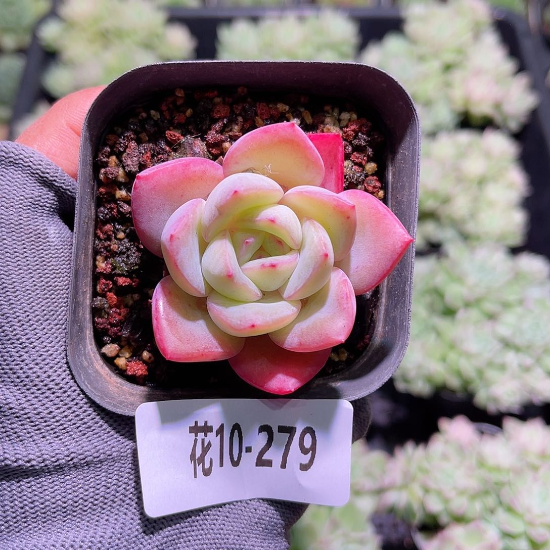 花10-279草莓泡芙