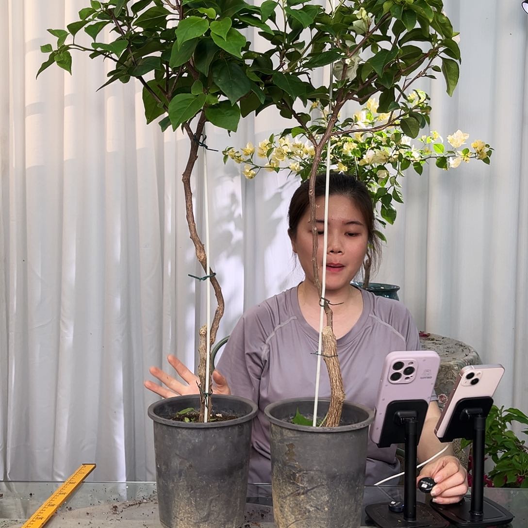 当前无花栽培后可以开花绿樱棒棒糖一颗