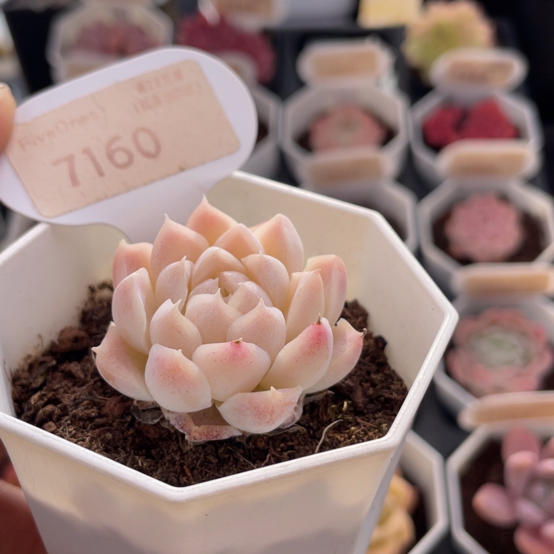 白月影7160-4.0厘米