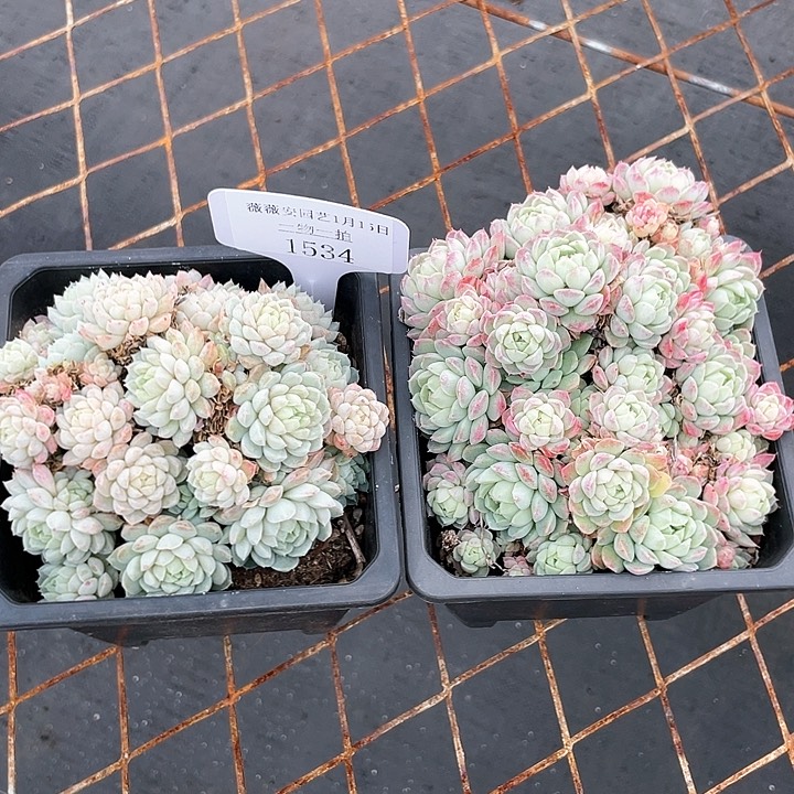 薇薇安园艺多肉1534