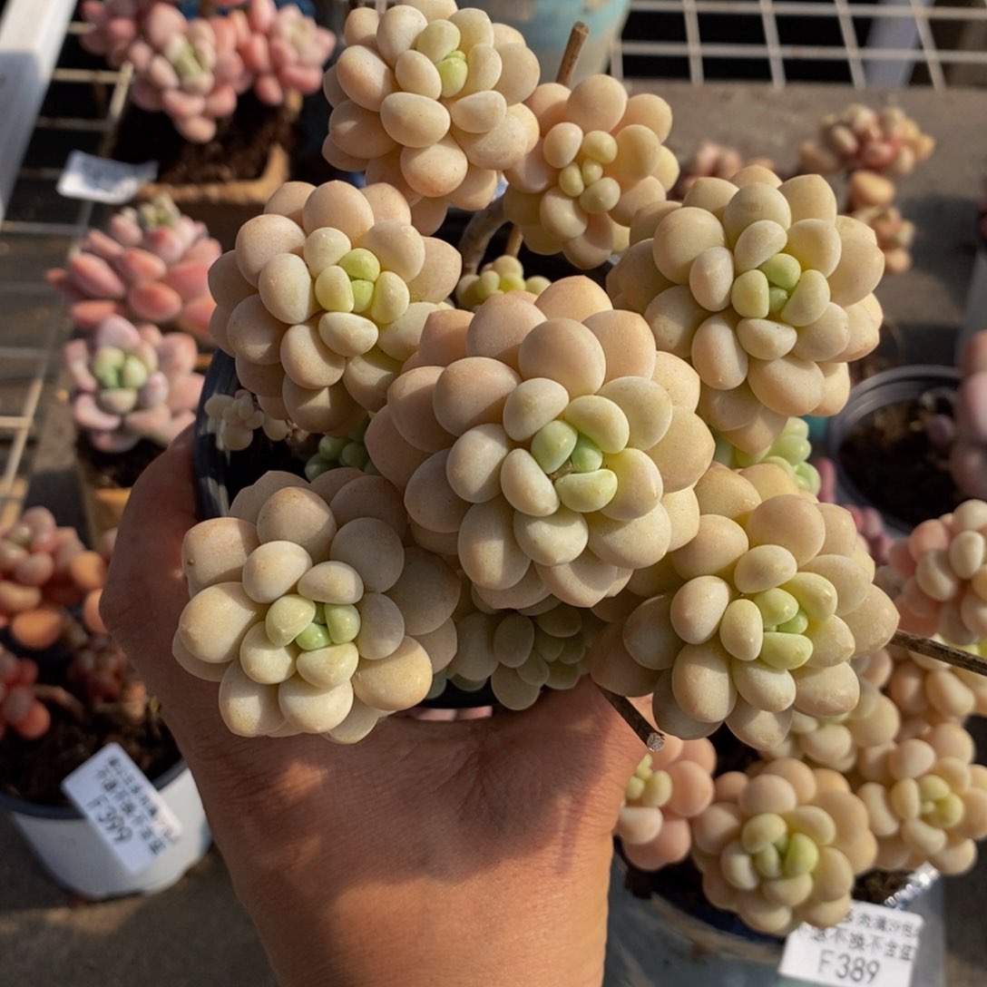 洛可可406/10c m多肉