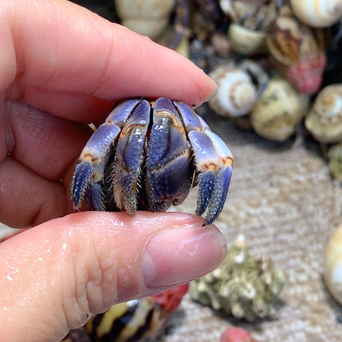 2.1口径奔跑的寄居蟹21号