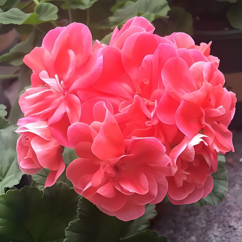 【托克尔半兽】直立 无花苞 天竺葵原盆土开花大球重瓣鲑红包对版