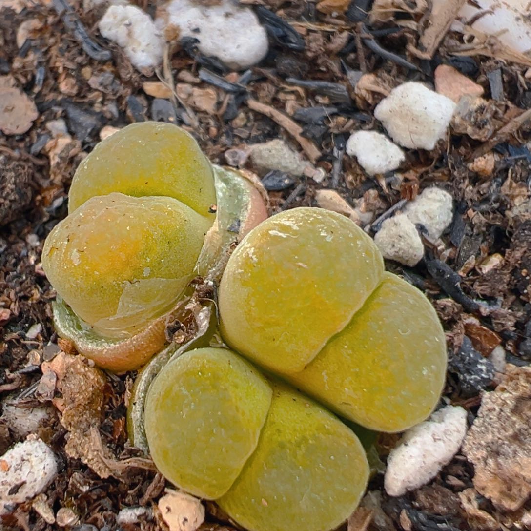48多肉植物百科知识