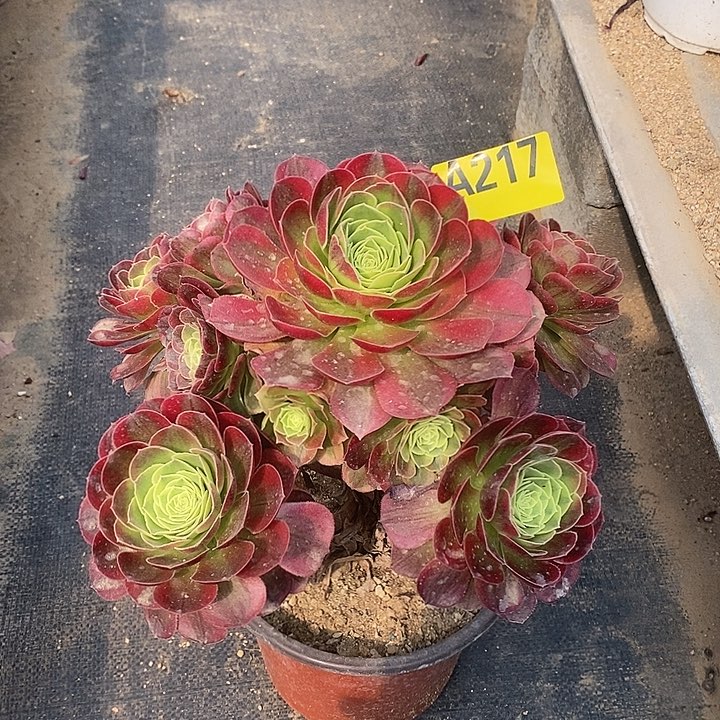 奶白多肉法师217