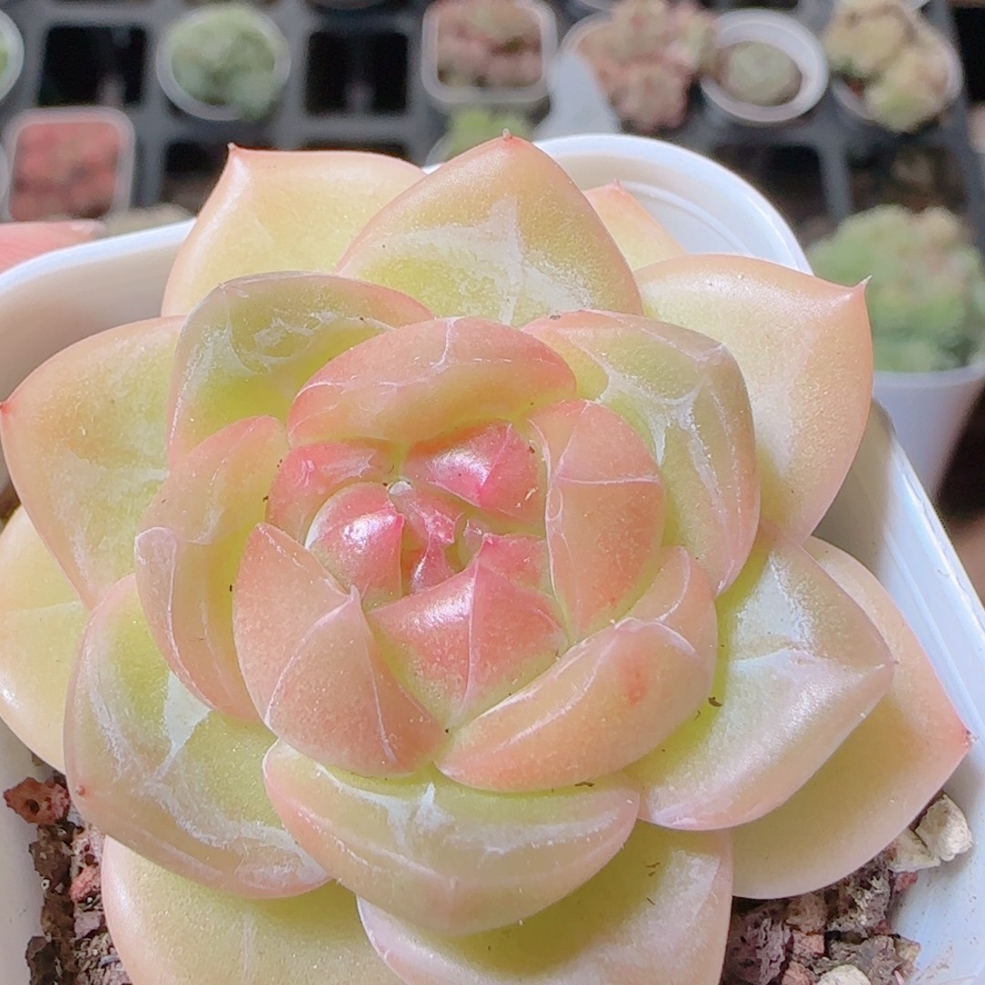 花语逸镜1107-436钻石珍妮