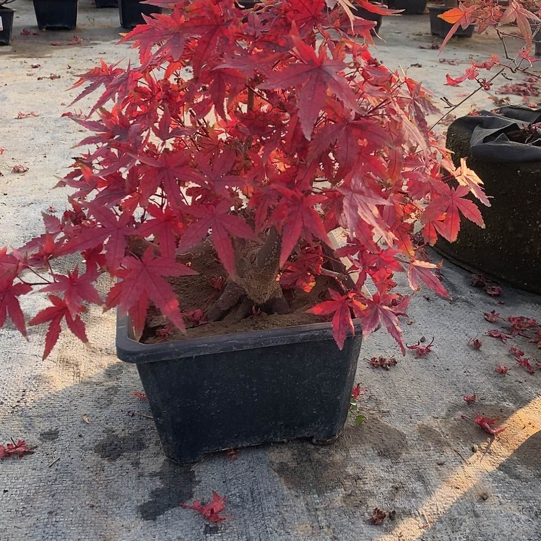 无花朵初星星枫树