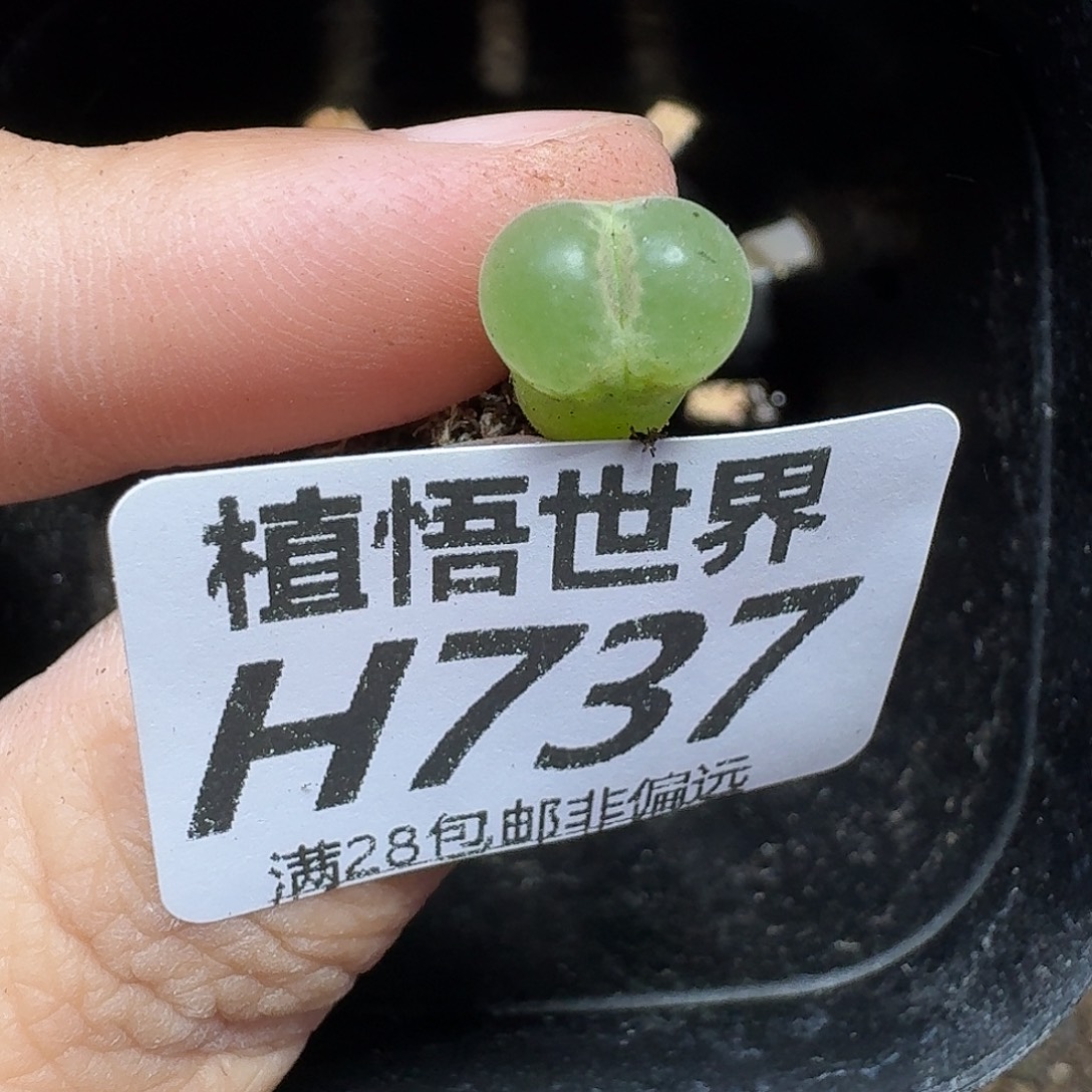 多肉植物的人啊fhnn