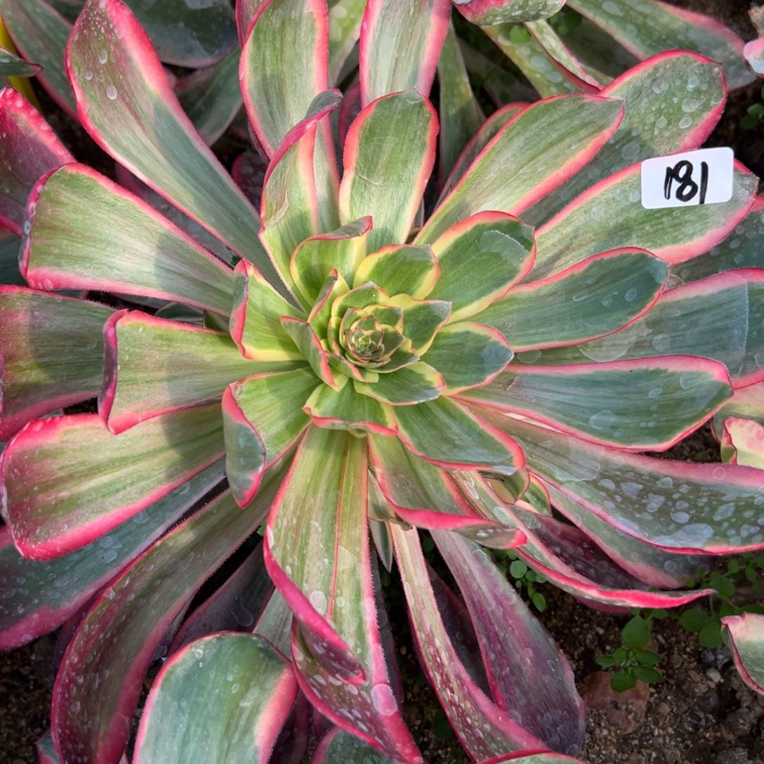 181红魔女多肉多肉