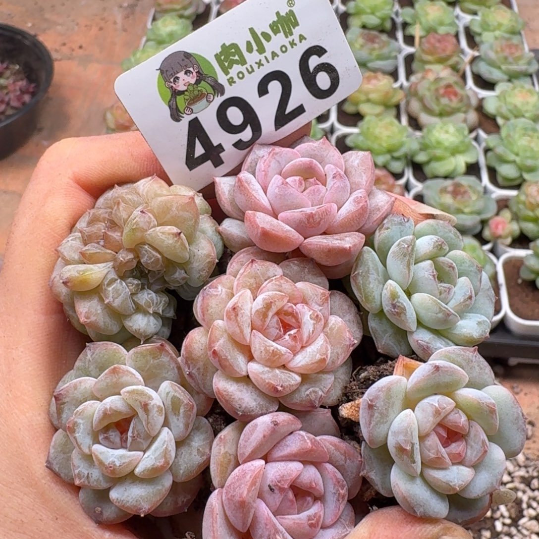 多肉植物多肉植物