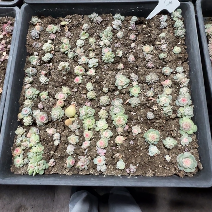 188号王者系列优选一框